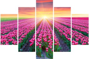 Obraz poľa tulipánov so slnkom (150x105 cm)