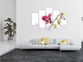 Obraz kvetu orchidey (150x105 cm)