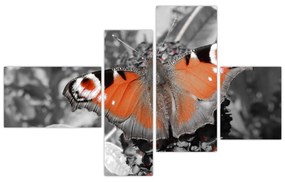 Oranžový motýľ - obraz