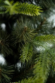 Limpol Kanadská borovica 1,50 m