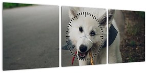 Obraz bieleho psíka (s hodinami) (90x30 cm)
