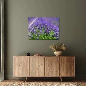 Obraz - levanduľa (70x50 cm)
