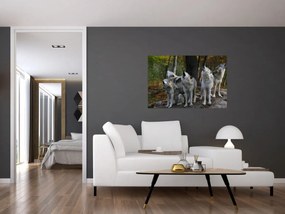 Obraz - Vlci na skale (90x60 cm)