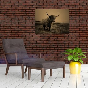 Sklenený obraz - Škótska krava v behu (70x50 cm)