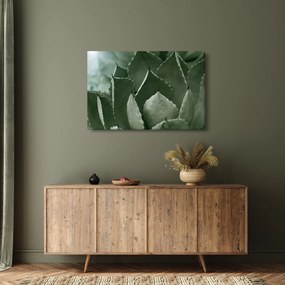 Obraz - Zelená agáve (90x60 cm)
