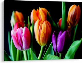 Obraz tulipánov na čiernom pozadí (70x50 cm)
