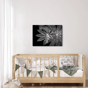 Obraz - Listy s kvapkami (70x50 cm)