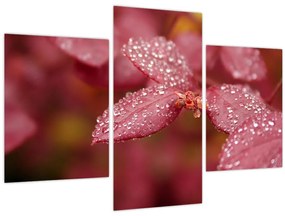Obraz - Makro snímka lístka (90x60 cm)