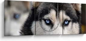 Obraz psa husky (s hodinami) (90x30 cm)