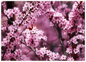 Sklenený obraz - Ružová sakura (70x50 cm)