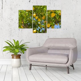 Obraz - Citrónovník (90x60 cm)