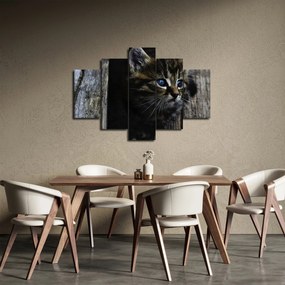 Obraz mačiatka (150x105 cm)