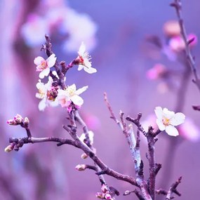 Obraz na plátne 30x30cm JAPONSKÁ ČEREŠŇA SAKURA