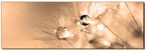 Obraz na plátne - Dandelion z kvapkami rosy - panoráma 5262FA (105x35 cm)