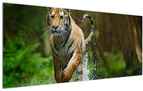 Obraz bežiaceho tigra (120x50 cm)