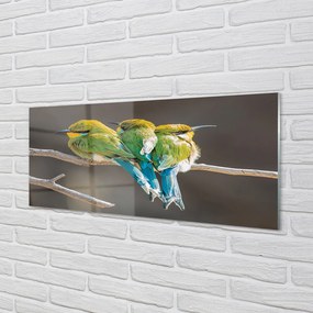 Obraz na akrylátovom skle Vtáky na vetve 120x60 cm