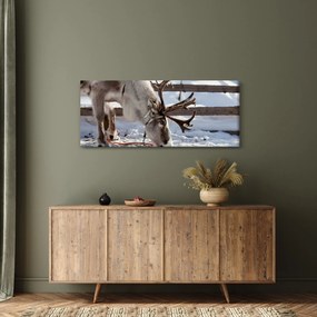 Obraz - Sob (120x50 cm)