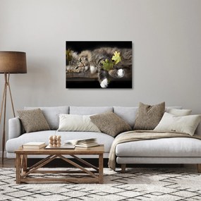 Sklenený obraz - Ležiaca mačka (70x50 cm)