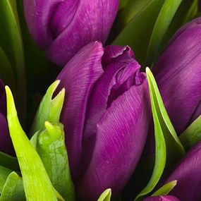 Ozdobný paraván Fialové tulipány - 145x170 cm, štvordielny, obojstranný paraván 360°