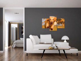 Obraz - Zlatý retriever (90x60 cm)