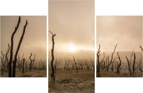 Obraz - Holé stromy (90x60 cm)