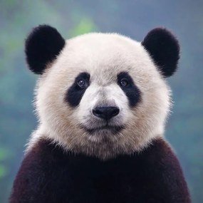 Fotografia Closeup shot of a giant panda bear, Hung_Chung_Chih, (40 x 40 cm)