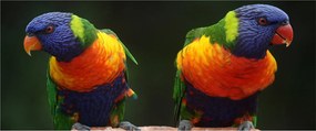 Obraz papagájov (120x50 cm)