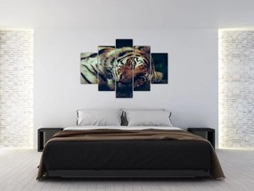 Obraz - Tiger Sibírsky (150x105 cm)
