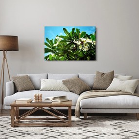 Obraz - Plumeria (90x60 cm)