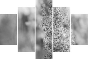 Obraz - Boho pampas grass (150x105 cm)