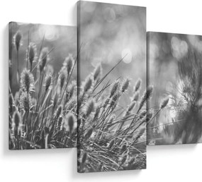 Obraz - Béžová soft grass N⁰1 (90x60 cm)
