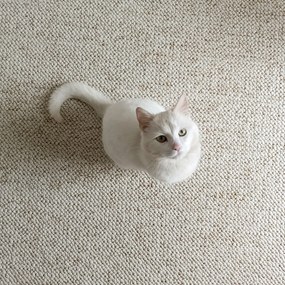 BT Carpet, Kusový koberec Wolly 102843, 140x200, biela, obývacia izba