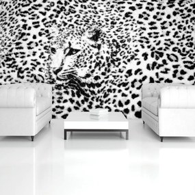 Fototapeta - Čiernobiela - gepard (254x184 cm)