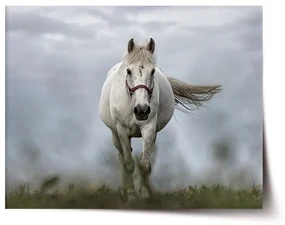 Sablio Plagát Biely kôň 3 - 60x40 cm