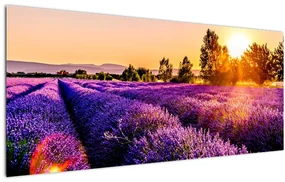 Obraz levanduľového pole, Provence (120x50 cm)