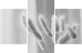 Obraz - Bunny tail grass (90x60 cm)
