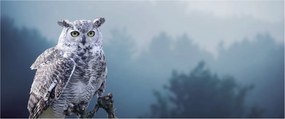 Obraz - Sova snežná (120x50 cm)