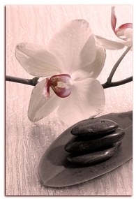 Obraz na plátne - Kvety orchidei - obdĺžnik 762FA (90x60 cm  )