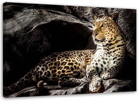 Obraz na plátně Leopardí zvířata Rocks - 100x70 cm