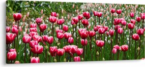 Obraz tulipánov (120x50 cm)