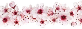 Samolepiaca tapeta čerešňové kvety - 225x150