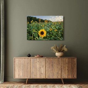 Obraz - Slnečnicové pole II. (90x60 cm)