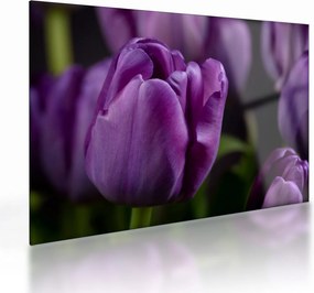 Sklenený obraz kvetov tulipánov (70x50 cm)