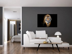 Obraz - Tiger (90x60 cm)
