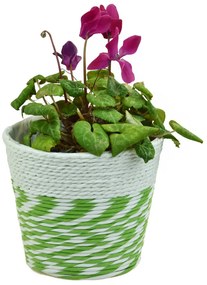 Kvetináč kombinácia biela so zelenou Rozmery (cm): 13(9)x12