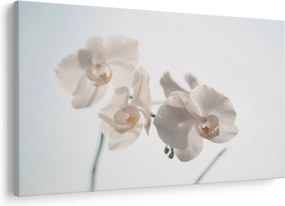 Obraz bielej orchidey (90x60 cm)