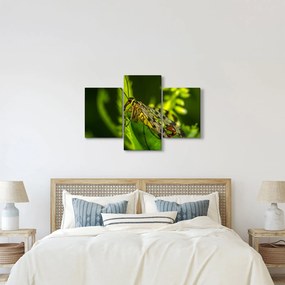 Obraz hmyzu (90x60 cm)