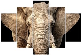 Obraz - Slon africký (150x105 cm)
