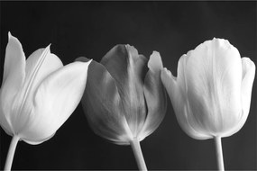 Obraz - Čiernobiele kvety tulipánov (90x60 cm)