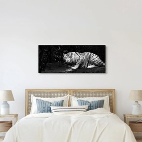 Obraz - Tiger albín, čiernobiely (120x50 cm)